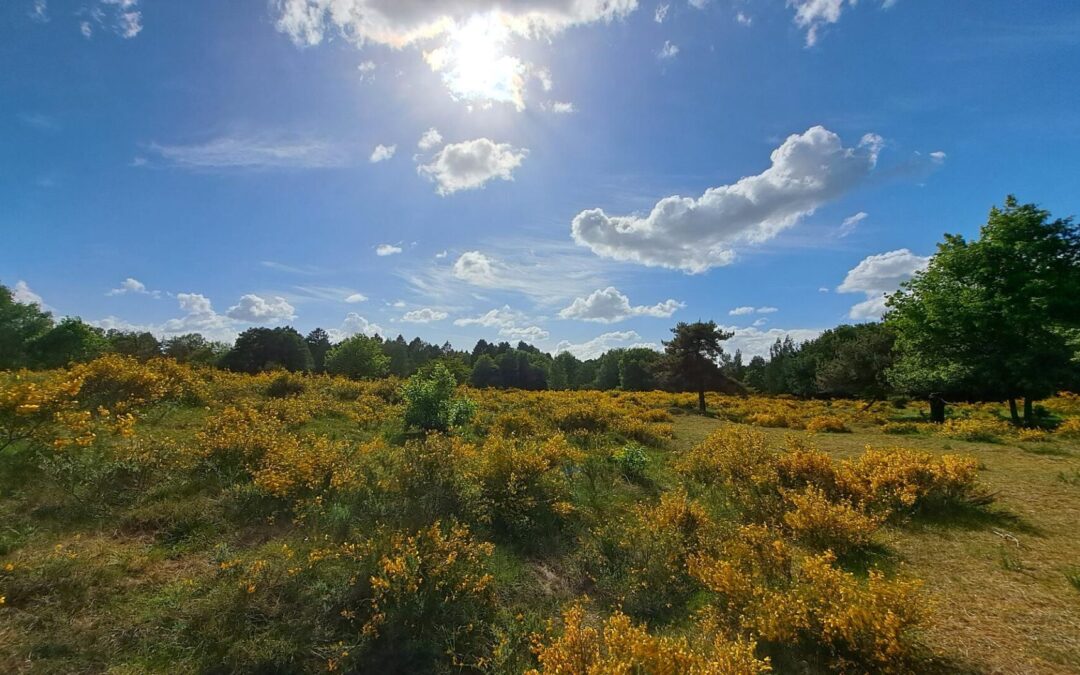 Einladung zur Pfingstwanderung durch die blühende Nordoer Heide