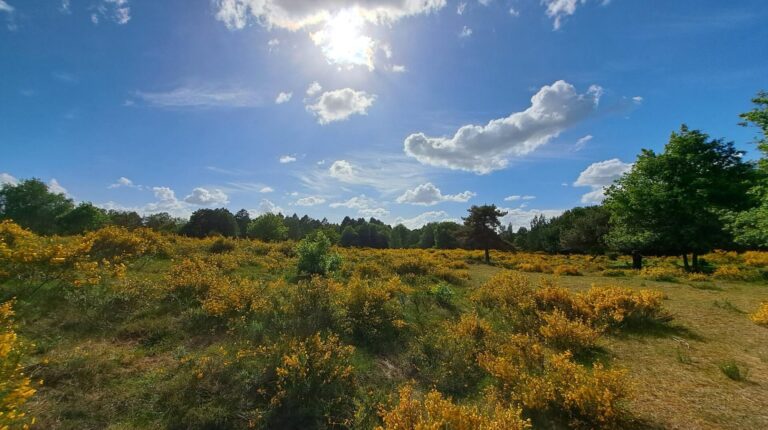 Einladung zur Pfingstwanderung durch die blühende Nordoer Heide