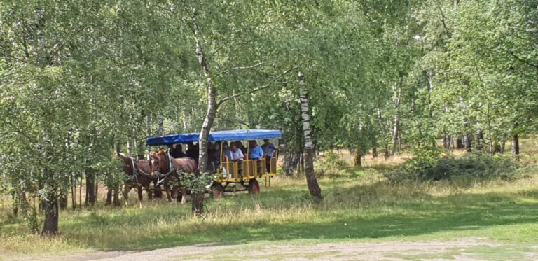 Tagesausfahrt in die Lüneburger Heide