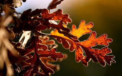 Rundbrief November 2024
